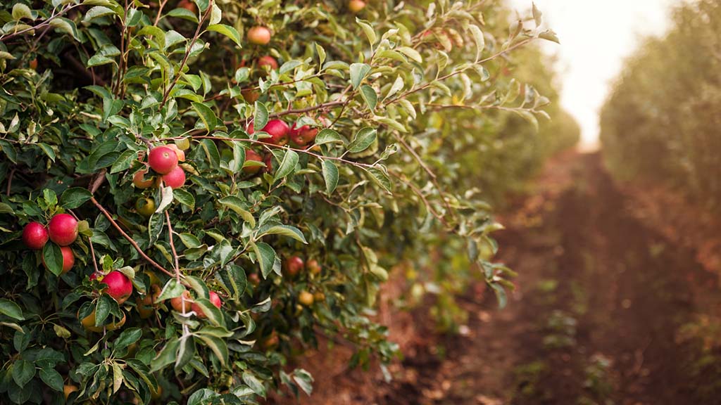 How Climate change is hurting Kashmir’s apple industry
